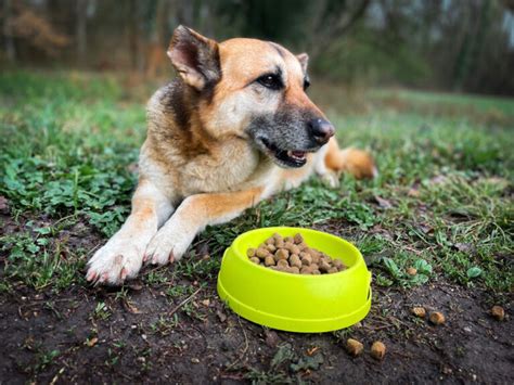 Les Sympt Mes De L Insuffisance H Patique Chez Le Chien