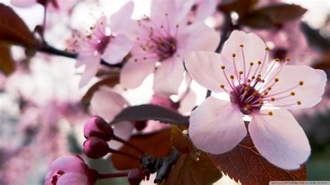 Japanese Cherry Blossom Wallpaper 1920x1080 59 Images