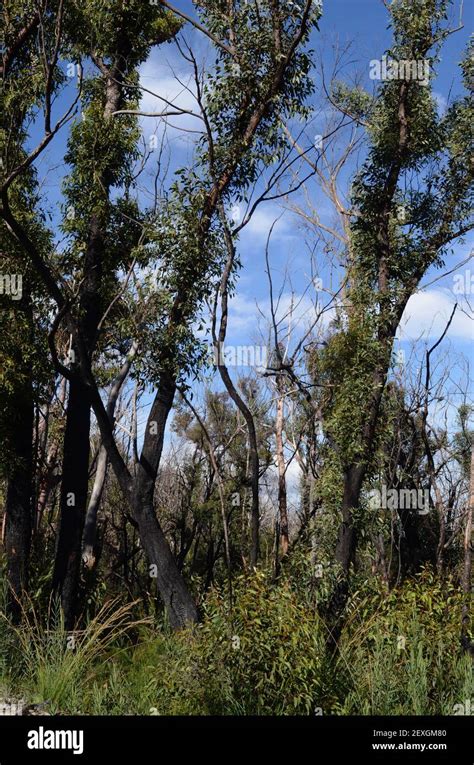 Eucalyptus trees show recovery after bushfires Stock Photo - Alamy