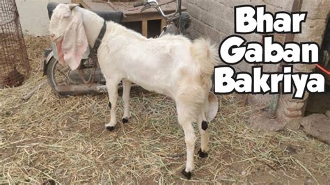 Pure Quality Hyderabadi Goats For Sale In Hyderabad Golconda Qila