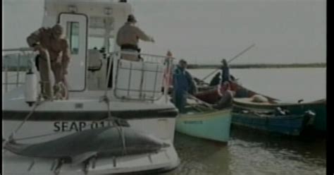 G Boto Encontrado Morto No Rio Tubar O Em Laguna Sul De Sc