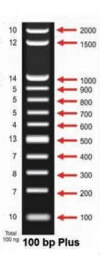 Thermo Scientific GeneRuler Kb Plus DNA Ladder Gel