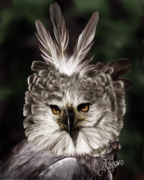 Harpy Eagle By Ellastasia On Deviantart