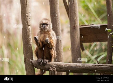 Brown Thinking Monkey Staring At Camera Posing Stock Photo Alamy