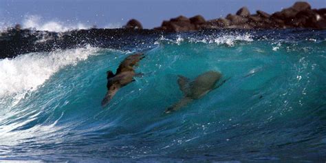 Floreana Island Galápagos Ecuador Things To Do Animals Planetandes