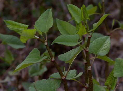 Maryland Biodiversity Project Japanese Knotweed Reynoutria Japonica