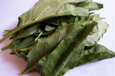 Fresh Green Spinach Or Palak Leaves Stock Image Image Of Vitamins