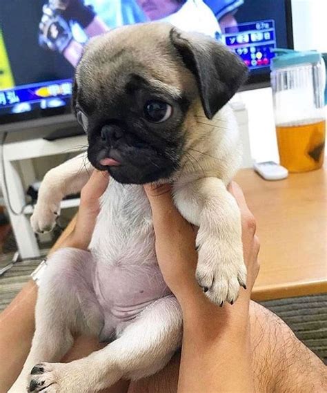 11 Overwhelming Moments Of Love Only Pug Can Understand Sonderlives