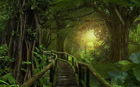 Jungle Nature Bridges Forests Moss Jungle Rain HD Wallpaper Pxfuel