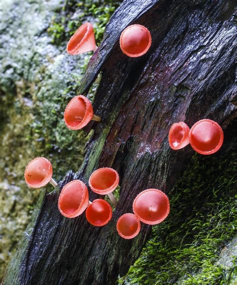 Beautiful Pink Mushrooms Stock Photography Image 34856392