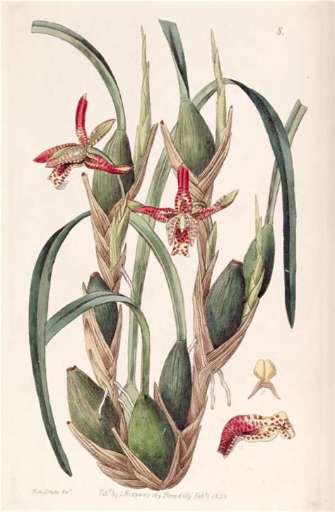 An Illustration Of Some Plants With Red And Yellow Flowers