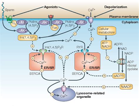 Figure From Calcium Signalling Dynamics Homeostasis And Remodelling