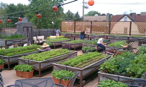 Rooftop Vegetable Gardens Hawk Haven