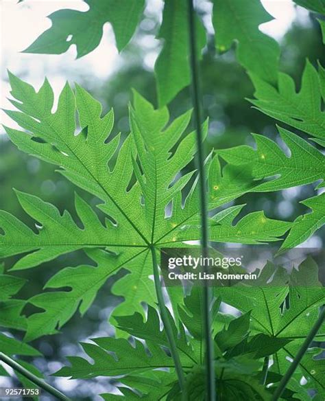 Palmate Leaf Photos and Premium High Res Pictures - Getty Images