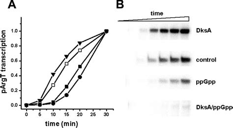 The Effect Of PpGpp And DksA On The In Vitro Productive Complex