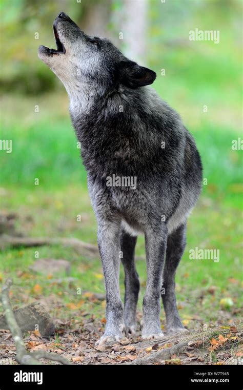 Male Timber Wolf Howling Canis Lupus Ssp Occidentalis Captive