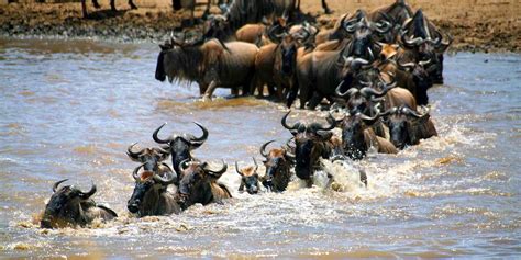 Masai Mara Wildebeest Migration 4 Day Kenya Lodge Safaris