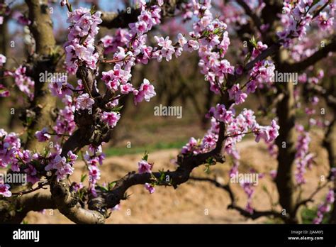 Close Up Blossoming Of Peach Trees On A Meadows Of Europe Stock Photo