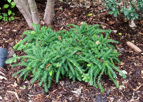 yew emerald spreader tree top nursery landscape