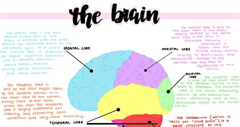 The Brain Diagram Poster - Etsy