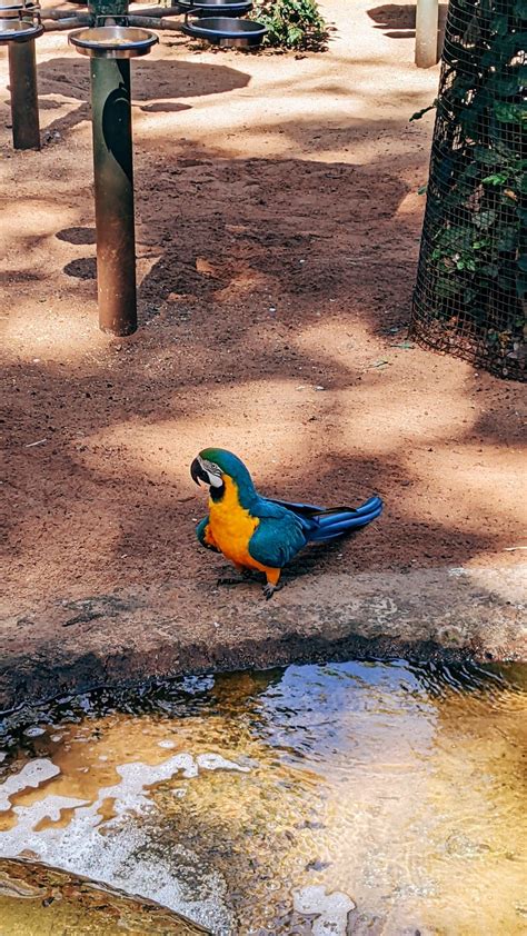 Parque Das Aves In Foz Do Igua U Pr Brazil July Driimuller