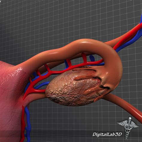 Human Female Reproductive System 3d Model Cgtrader