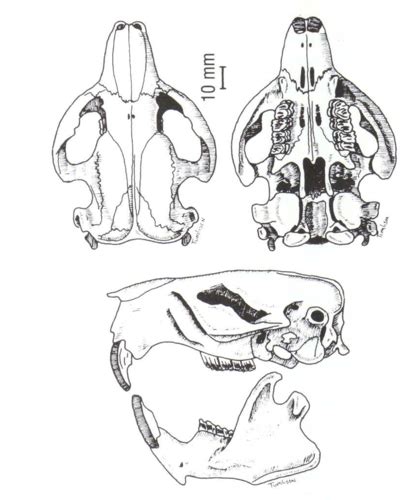 Wildlife Id Herbivores Flashcards Quizlet