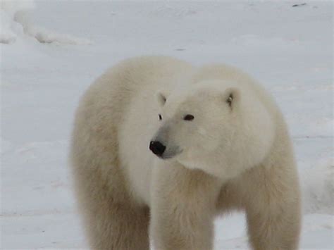 Polar Bear Migration – Hamilton Tours LTD of Bradford Ontario