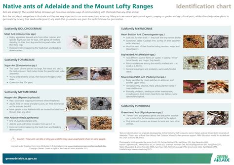 Free Printable Ant Identification Charts Pdf With Pictures