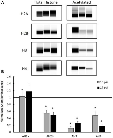 A) Western blot images created by Compass Software (ProteinSimple ... 