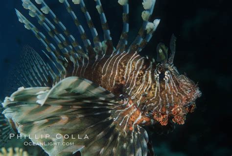 Lionfish Pterois Miles Egyptian Red Sea 05240