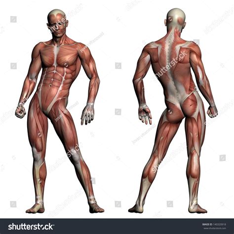 Human Anatomy Male Muscles Made 3d 库存插图 140320918 Shutterstock