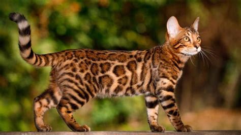 Estas son las razas de gatos más caros del mundo