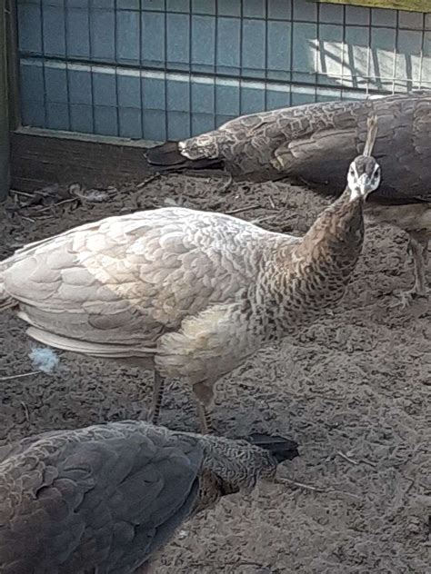 9 Month Old Peafowl For Sale Only One Tan Female Left For Sale