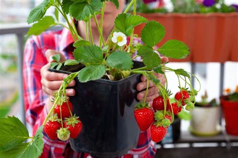 Come Coltivare Le Fragole Con Successo Scopri I Segreti Dei