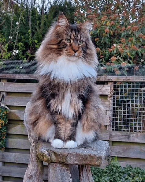 So Cute Face And Beautiful Eyes 😍 Rmainecoon