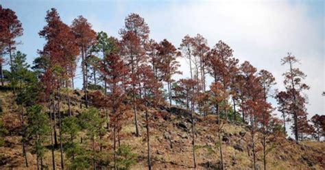 Plaga de gorgojo ha destruido más de 500 hectáreas de pinares en Honduras