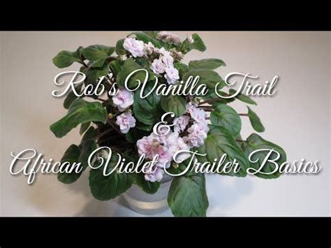 Rob's Vanilla Trail & African Violet Trailer Basics