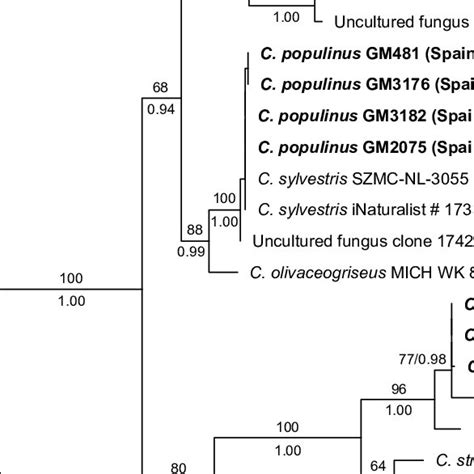 Maximum Likelihood Phylogram Of Cystoagaricus Spp Values On Branches