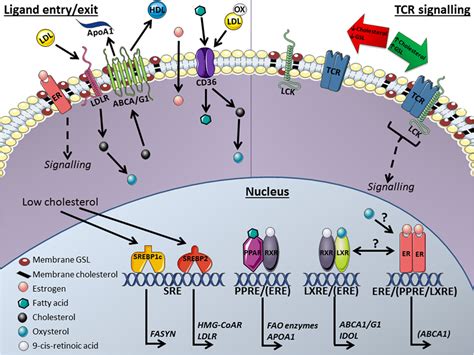 Frontiers Transcriptional Regulation Of T Cell Lipid Metabolism