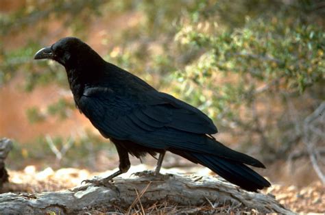 Free Picture Black Raven Bird