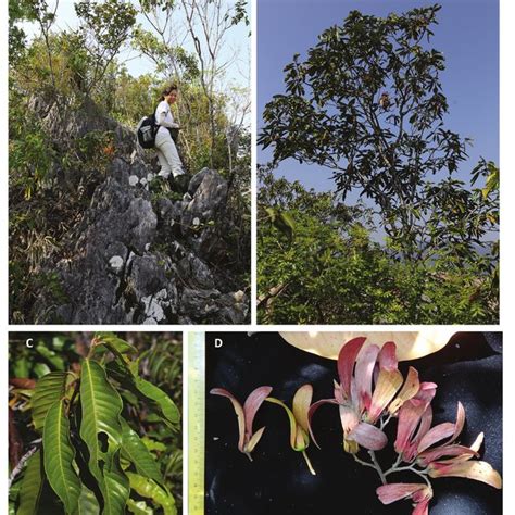 vatica kanthanensis  rocky ridge  gunung kanthan limestone hill