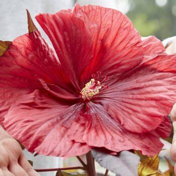 Hibiscus Moscheutos Carousel Geant Red Vitro Westland