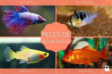 Peces Exoticos De Agua Dulce Actualizado Febrero 2024