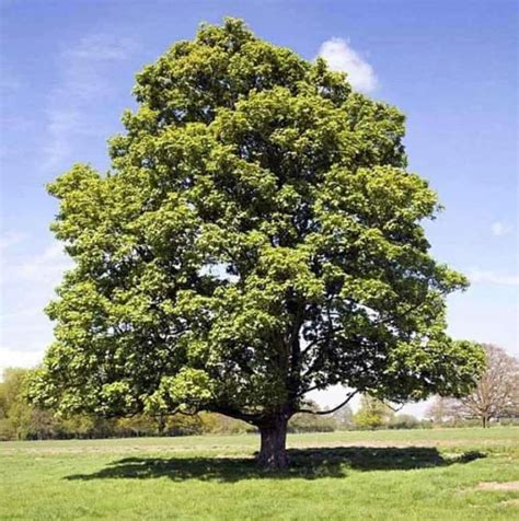 Sycamore Tree Sapling Sycamore Tree Sycamore Plant Live Plant