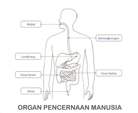 Urutan Sistem Pencernaan Manusia Yang Benar Adalah Homecare24