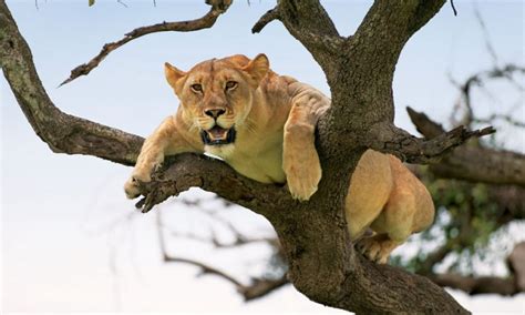 Lake Manyara national park tree climbing lions | Tree Climbing Lions