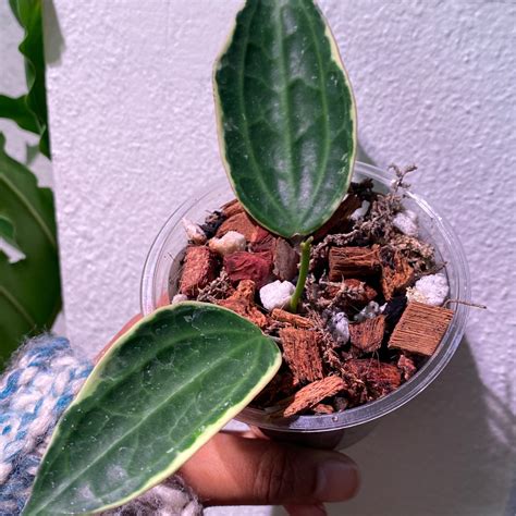 Hoya Macrophylla Albomarginata