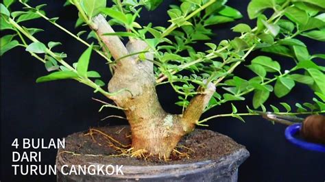 Pembuatan Kerangka Dasar Bonsai Sancang Bulan Dari Turun Cangkok