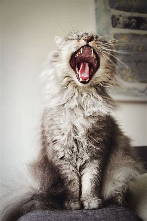 Cat Behavior: How To Deal With Calling, Meowing, And Howling - CatTime | Cat yawning, Cats ...